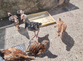 Shamo's aseel chicks currently 7 weeks old
