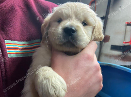 Golden Retriever puppy