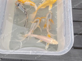 Butterfly koi