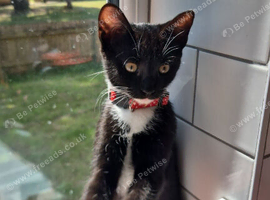 Boy cat in need of a new home