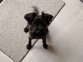 1 year old miniature schnauzer for sale