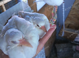 Young doves