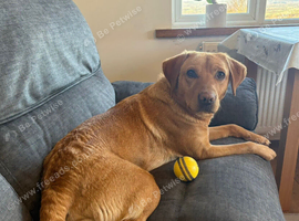 Labrador retriever