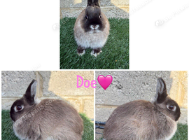 Pure breed Netherlands dwarf does