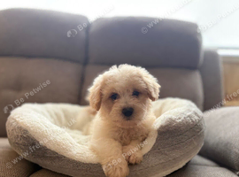 Selling Lhasa apso puppies