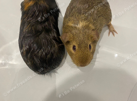 Guinea Pigs, two brothers for sale.