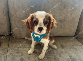 Cavalier King Charles