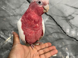 Friendly Baby HandReared Super Tame Cuddly Lutino Galah Cockatoo Parrot,25