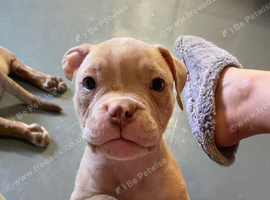 Pocket bully female