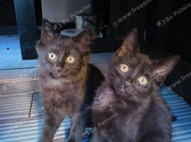 Black short haired female kittens