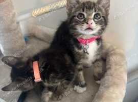 kitten