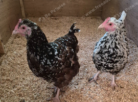 2 speckled Sussex hens