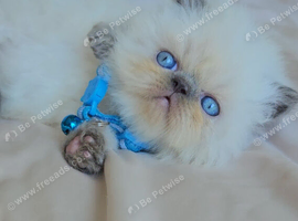 Stunning Pedigree Persian Kittens