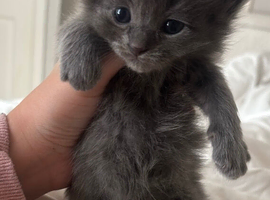Ragdoll cross kittens for sale