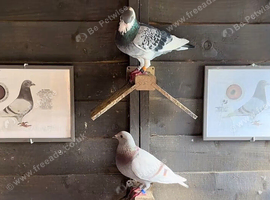 Racing pigeons
