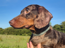 Miniature smooth haired dachshund