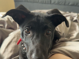 6 month old Belgian Malinois mixed staffy