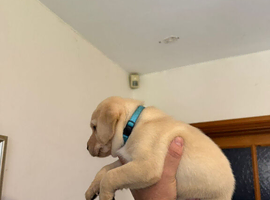 Golden and black Labrador puppies