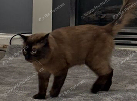 Ragdoll kittens