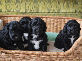 Outstanding Cockapoo Babies