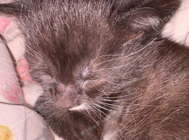 Kitten for sale