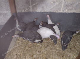 Guinea fowl 9 weeks old unsexed