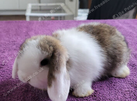 Beautiful Mini lop looking good a home