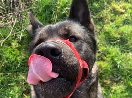 Rehoming Akira - ASAP as in our new home she needs more space