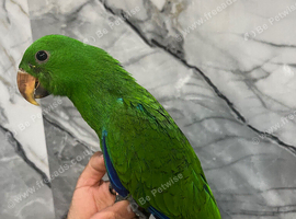 Friendly Baby HandReared Super Tame Cuddly Eclectus Parrot,27