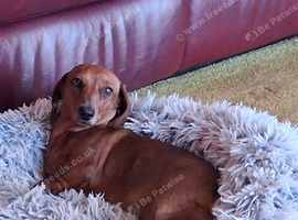 GORGEOUS EXTREMELY LOVING 4 YEAR OLD RED TRUE MINI SMOOTH GIRLIE.