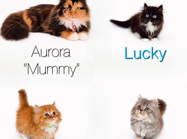 Rare Munchkin Minuet (Persian Munchkin) Kittens