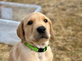 Stunning Goldador Puppies