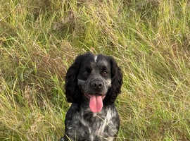 Blue Roan Working Cocker Spaniel