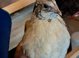 Assorted Quail lovely Colours 7 available