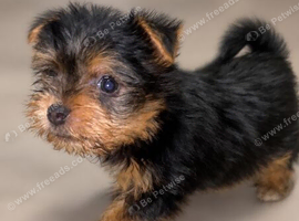 Meet This Adorable Little Teddy Bear - Looking for a Forever Home