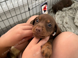 Adorable puppies for sale