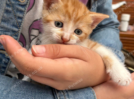 Ginger male