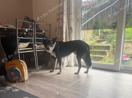 Border collie x huntaway.