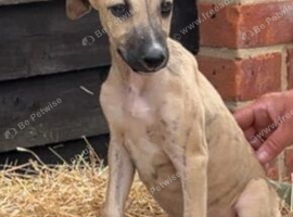 Beautiful lurcher pups