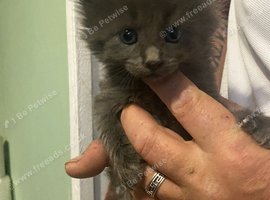 Maine coons