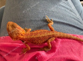 Stunning baby bearded dragons