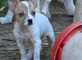 Beautiful little jackawawa dog last one