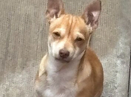 6 mouth old Chihuahua tyson