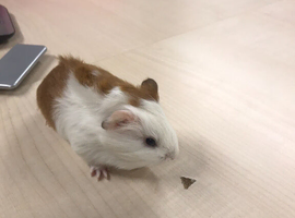 Beautiful baby boy guinea pigs