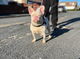 French bulldog for sale
