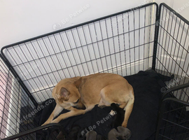 Belgian Malinois puppies due very soon!