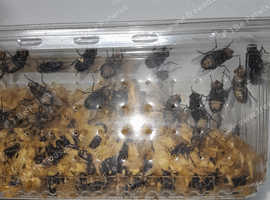 Fruit flys and house flys,