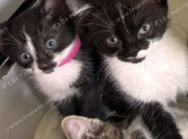 Beautiful kittens