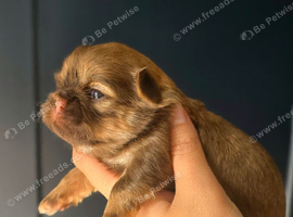 Beautiful Shih Tzu Puppies