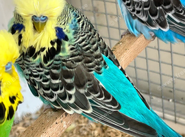 Exhibition budgies